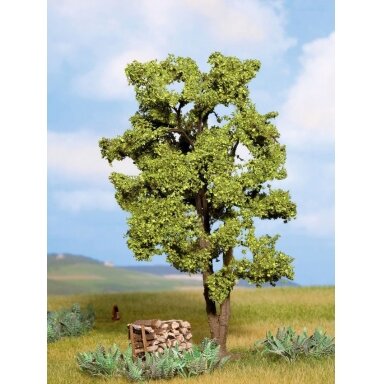 Acacia