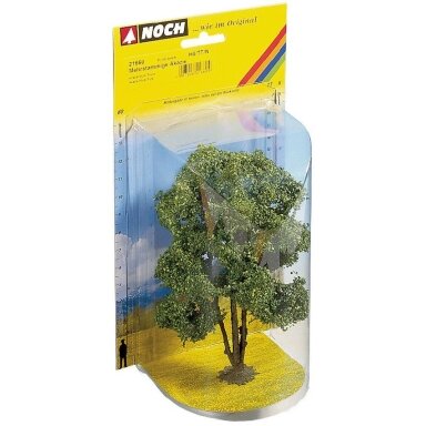 Acacia