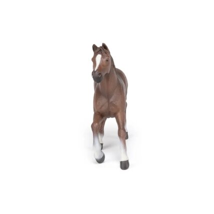 Anglo-Arab horse 1