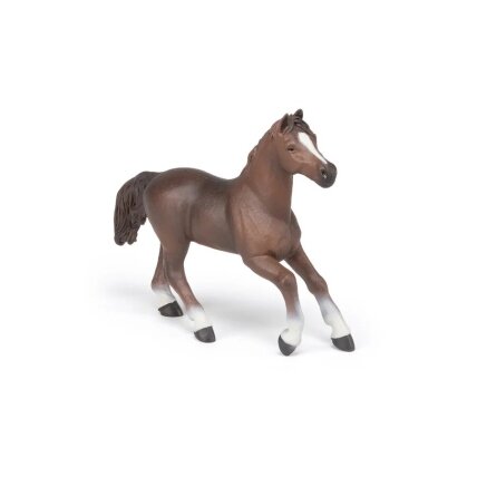 Anglo-Arab horse 2 Anglo-Arab horse 2