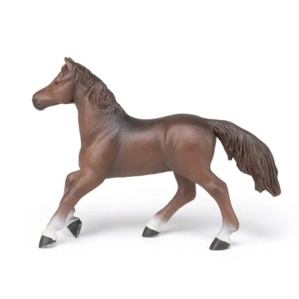Anglo-Arab horse