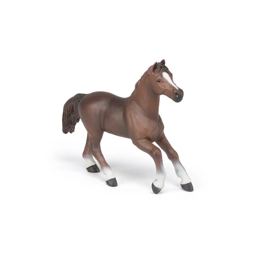 Anglo-Arab horse 2 Anglo-Arab horse 2