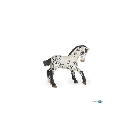 Black appaloosa foal Black appaloosa foal