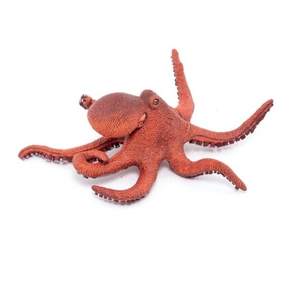 Young octopus Young octopus