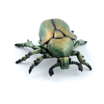 European rose chafer European rose chafer
