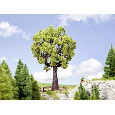 Oak Tree