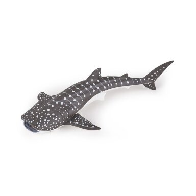 Young whale shark