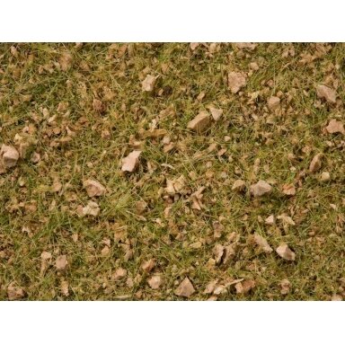 Grass Blend Alpine Meadow