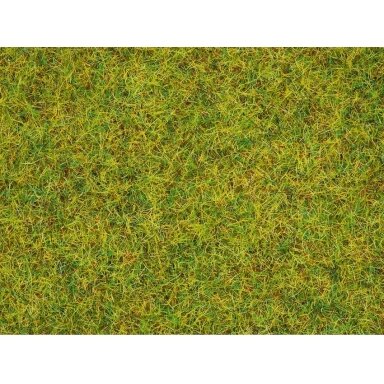 Summer grass