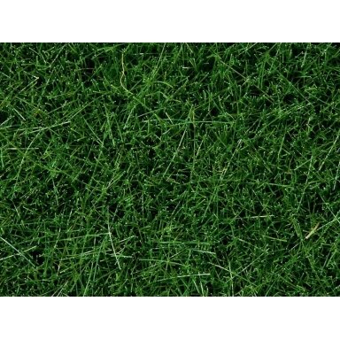Wild grass