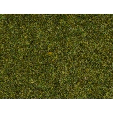 Scattered grass Meadow