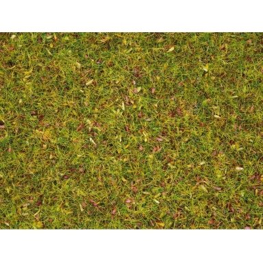 Flower Meadow Grass
