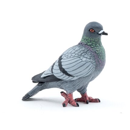 Piegon Piegon