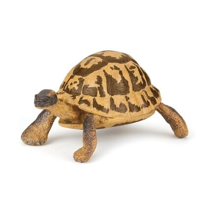Hermann's tortoise Hermann's tortoise
