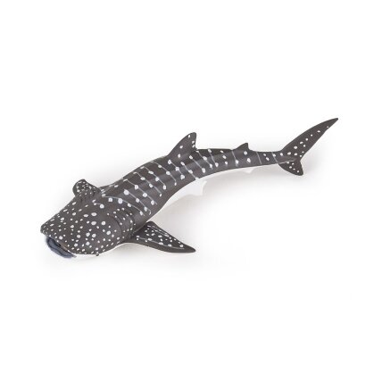 Young whale shark Young whale shark
