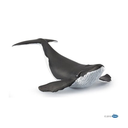 Whale calf Whale calf