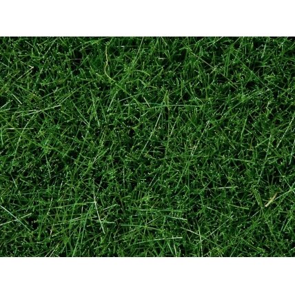 Wild grass Wild grass