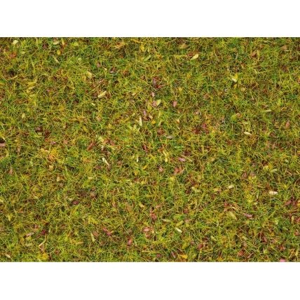 Flower Meadow Grass Flower Meadow Grass