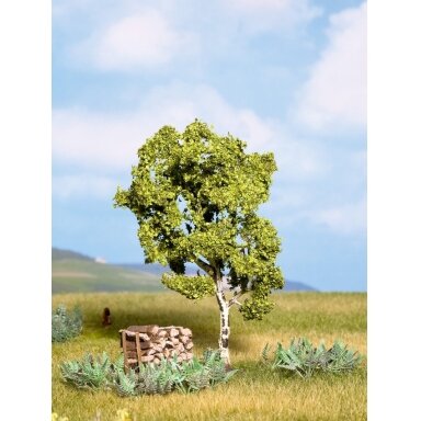 Birch Tree