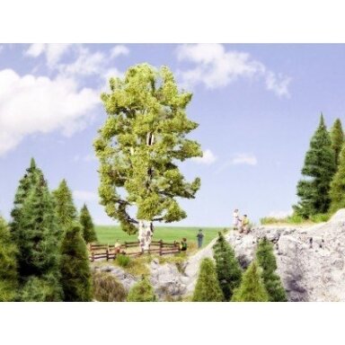 Double-stemmed birch