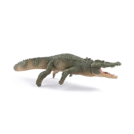 Saltwater Crocodile 1 Saltwater Crocodile 1