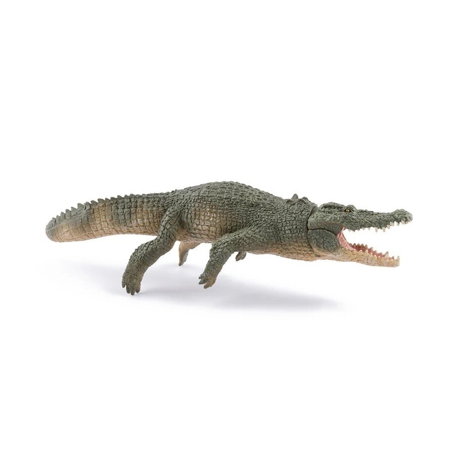 Saltwater Crocodile 1