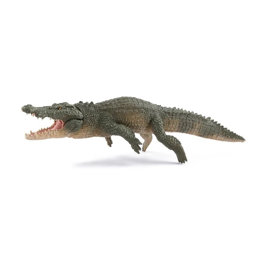 Saltwater Crocodile Saltwater Crocodile