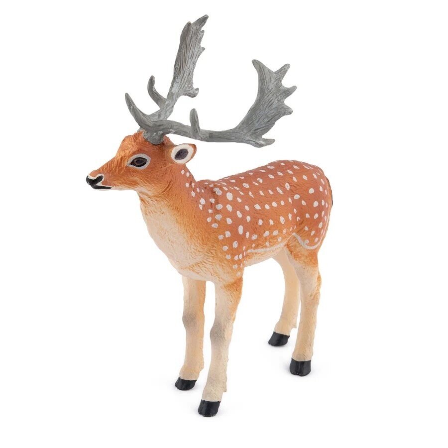 Fallow Deer 1 Fallow Deer 1