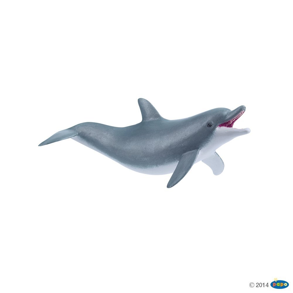 Playing dolphin Playing dolphin