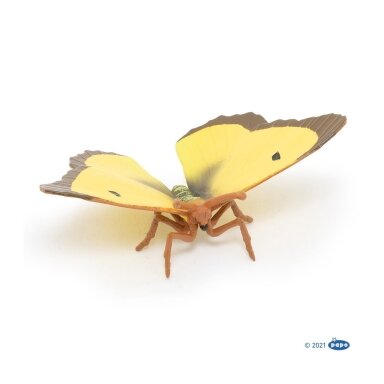 Clouded yellow butterfly