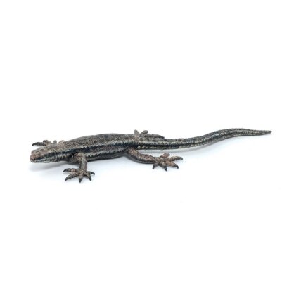 Common lizard Common lizard