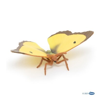 Clouded yellow butterfly Clouded yellow butterfly