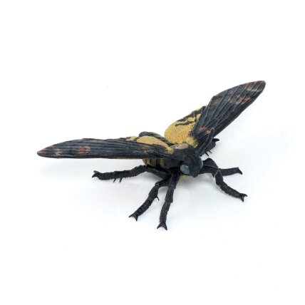 Moth Moth