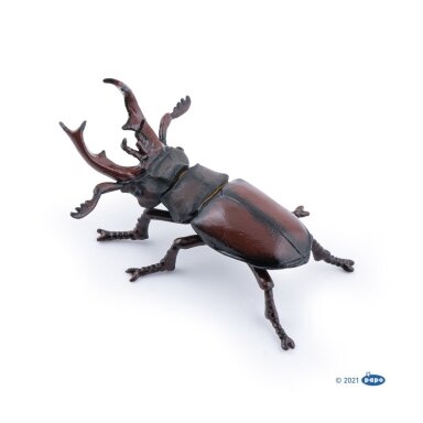 Stag beetle