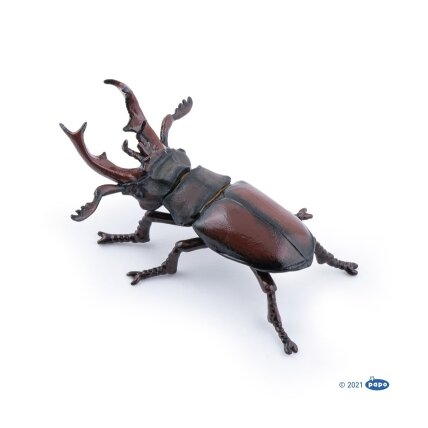 Stag beetle Stag beetle