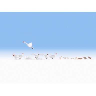 Swan and Ducks
