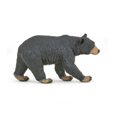 American black bear