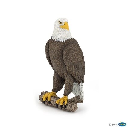 Sea eagle Sea eagle