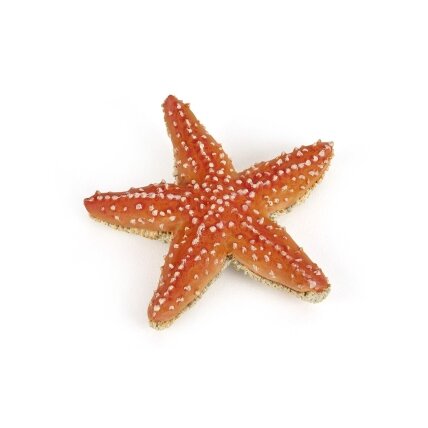 Starfish figure Starfish figure