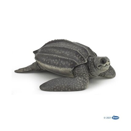 Leatherback sea turtle Leatherback sea turtle