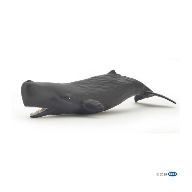 Sperm whale calf
