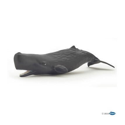 Sperm whale calf Sperm whale calf