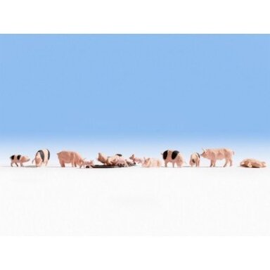 Pigs