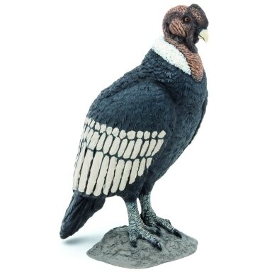 Condor