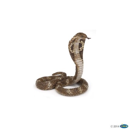 King cobra King cobra