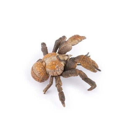 Coconut crab 2