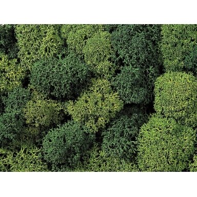 Decorative moss
