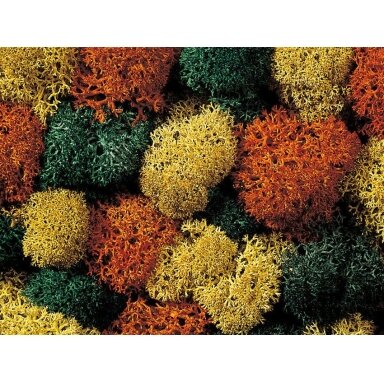 Lichen