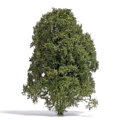 Filigree bush