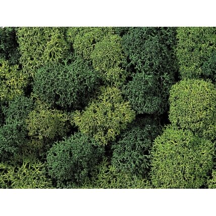 Decorative moss Decorative moss